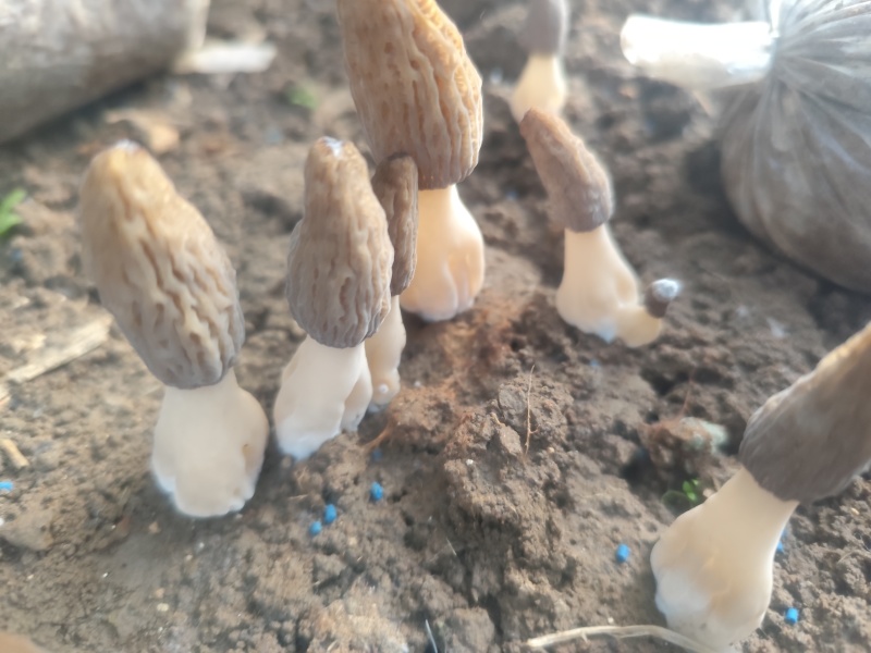 羊肚菌菌种