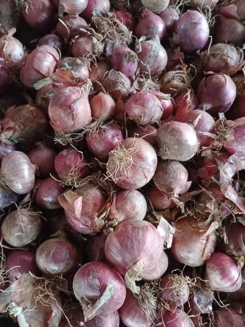 河南内黄红皮懒窝子洋葱，3一4，4一6公分毛葱