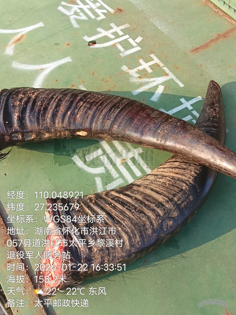 水牛角长期实力供应