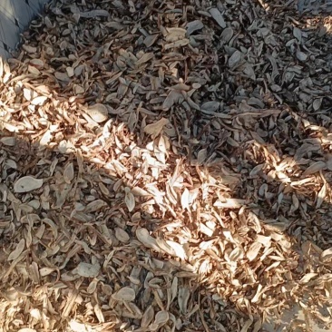 白蔹水洗无硫切片