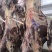 甘肃戈壁跑羊，牛肉，好吃不贵，不腥不膻。