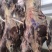 甘肃戈壁跑羊，牛肉，好吃不贵，不腥不膻。