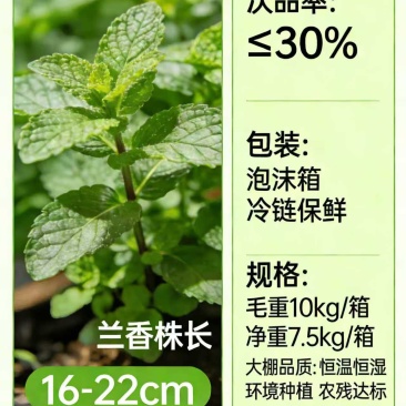 新鲜薄荷(留兰香)