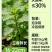 新鲜薄荷(留兰香)