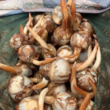 云南精品茨菇大量上市电商市场欢迎来电合作