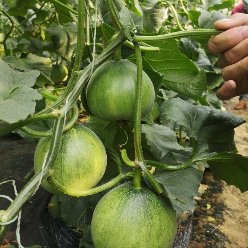 林丰70绿肉甜瓜种子高糖抗病皮色深绿甜瓜种子籽早熟甜脆绿