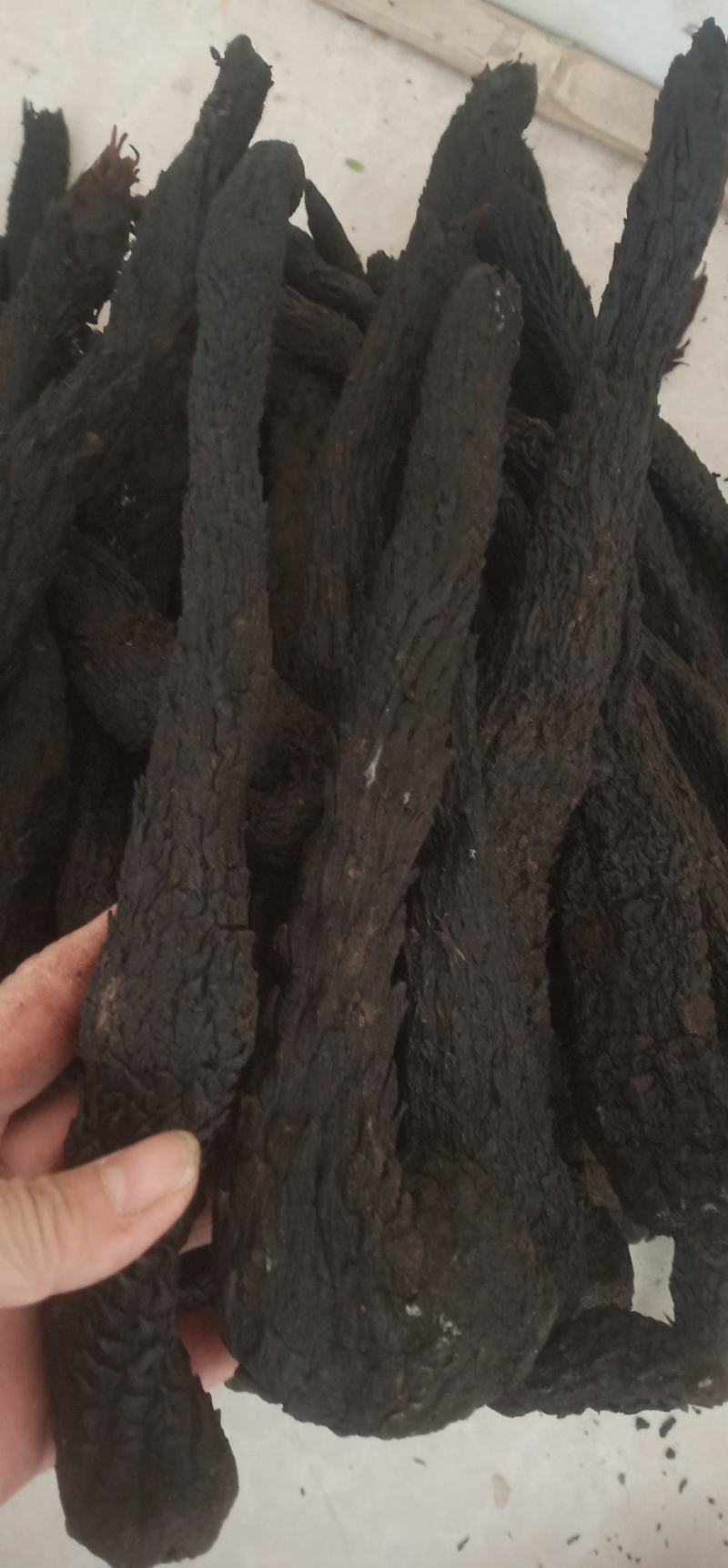 肉苁蓉