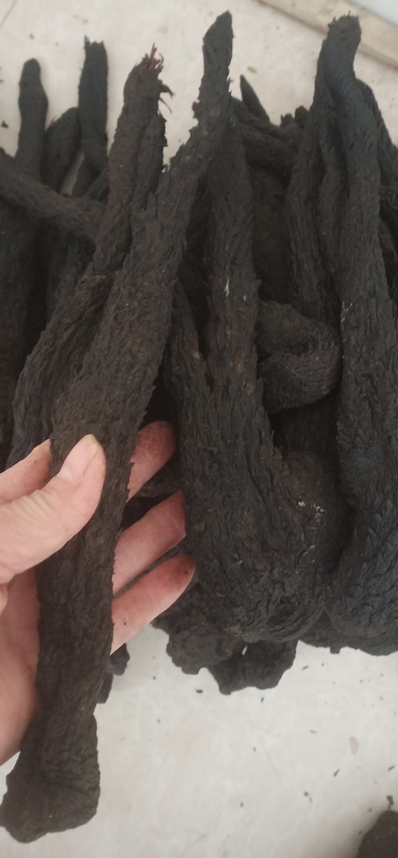 肉苁蓉