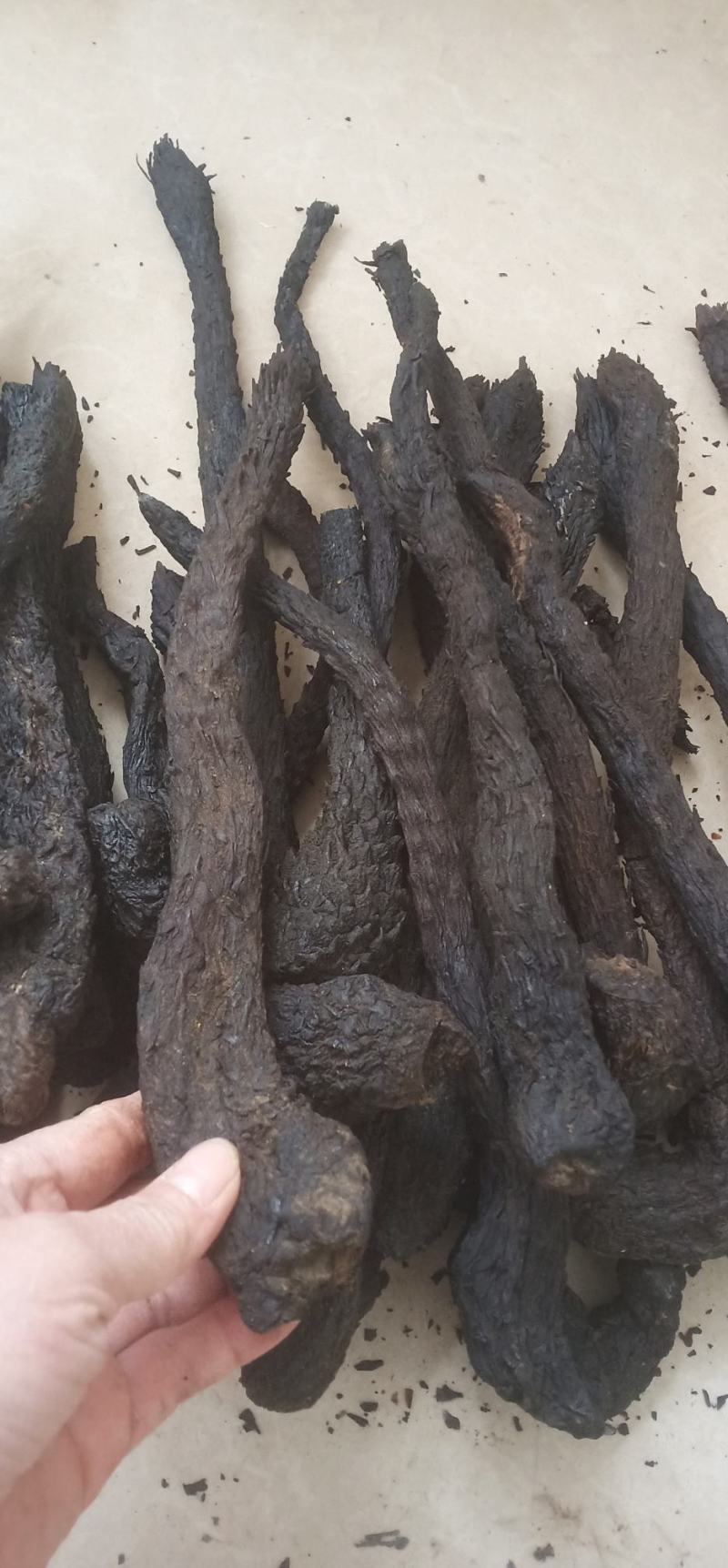 肉苁蓉