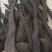 肉苁蓉