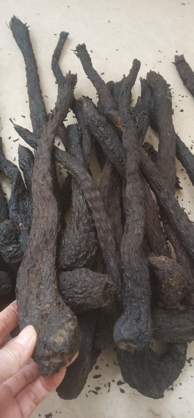 肉苁蓉