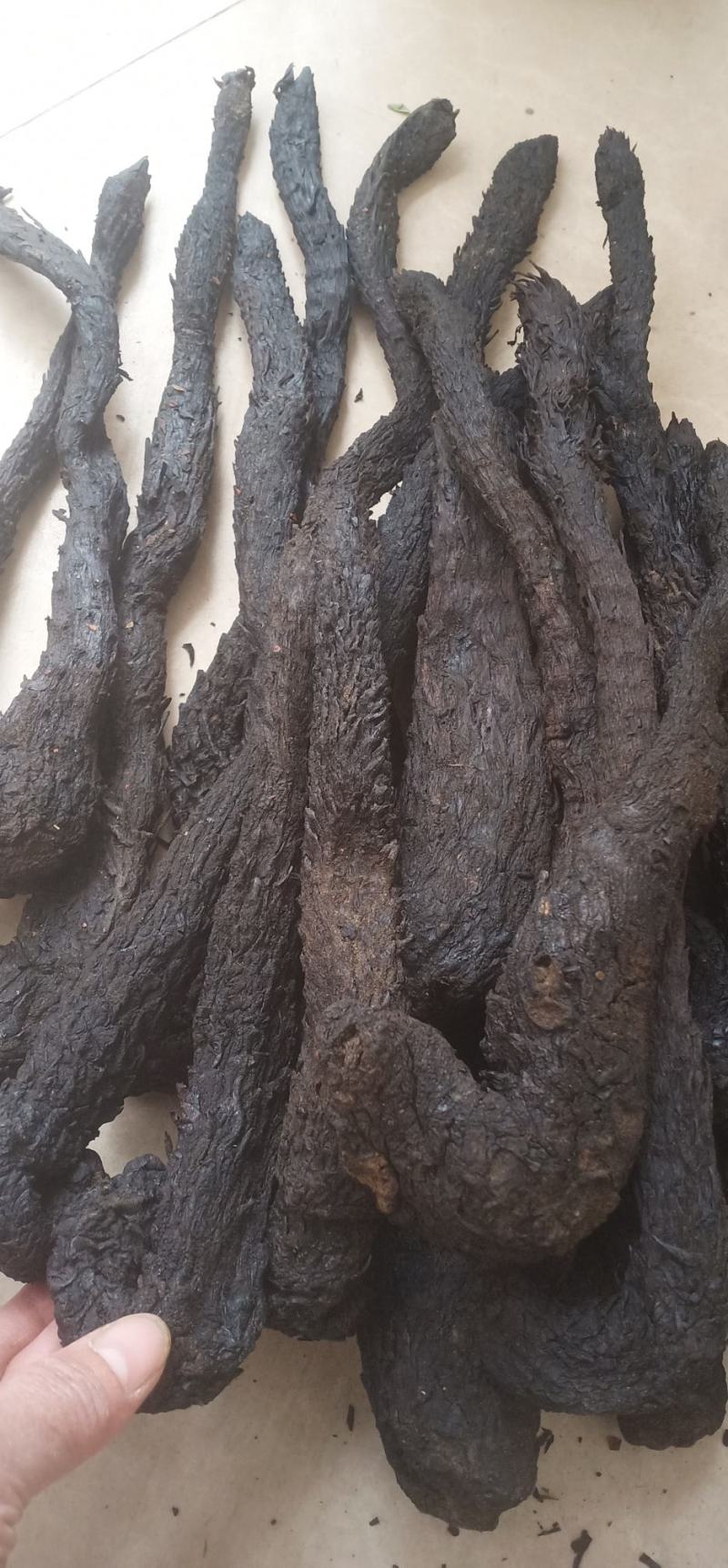 肉苁蓉