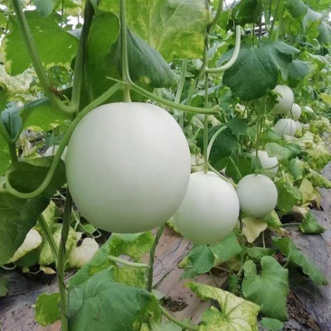 创科蜜钻脆白皮红肉甜瓜种子早熟高圆形果皮雪白果肉桔红