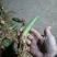 山东烟台栖霞高钙香芋和小香芋