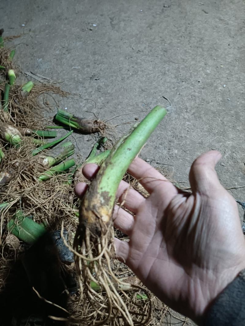 山东烟台栖霞高钙香芋和小香芋