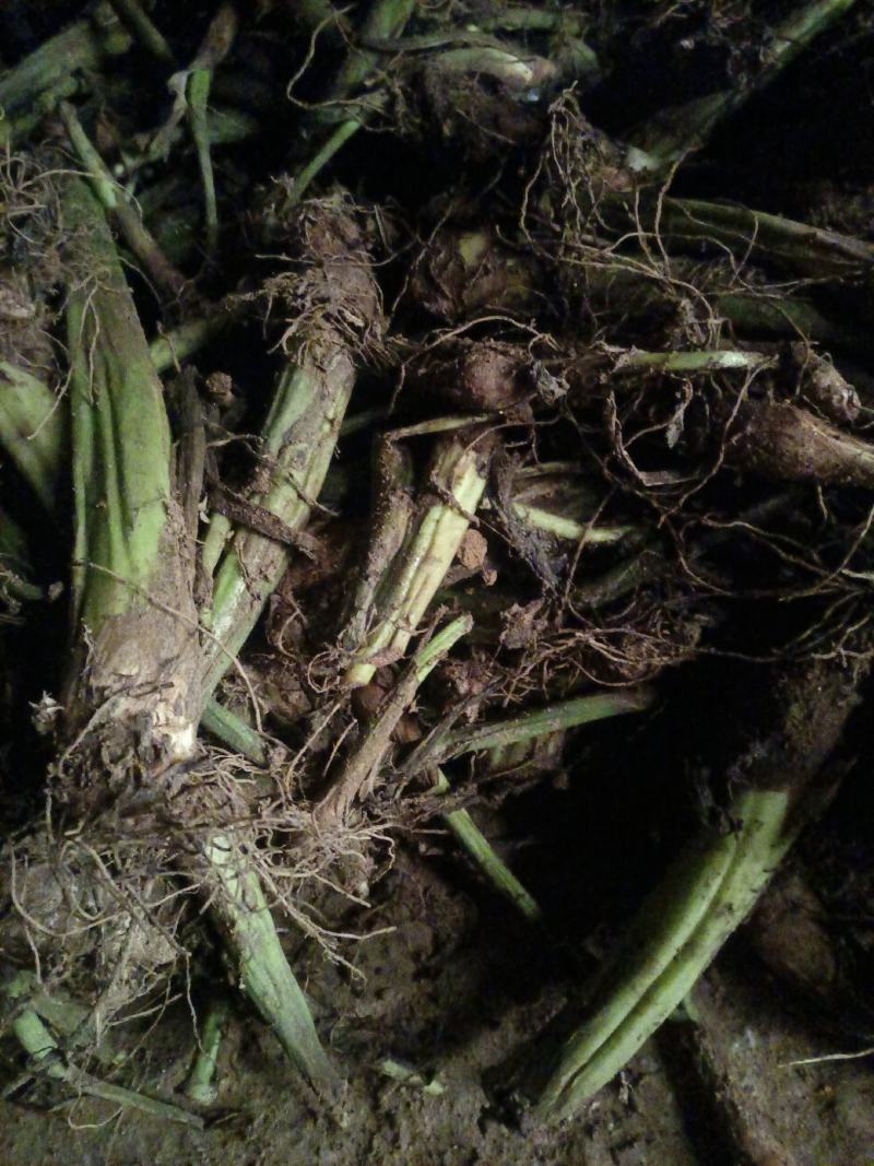 山东烟台栖霞高钙香芋和小香芋