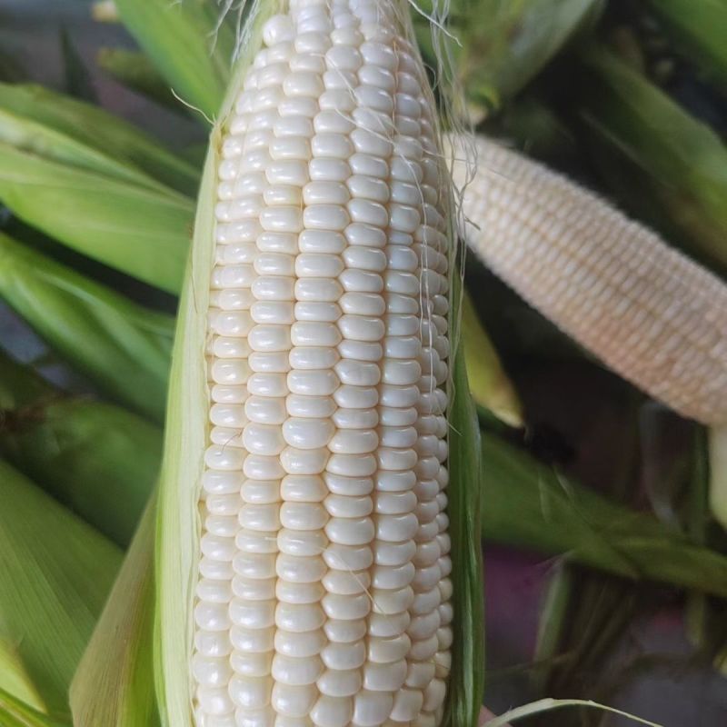 金甜糯1925玉米种子国审大棒白甜糯玉米鲜食白色加甜糯