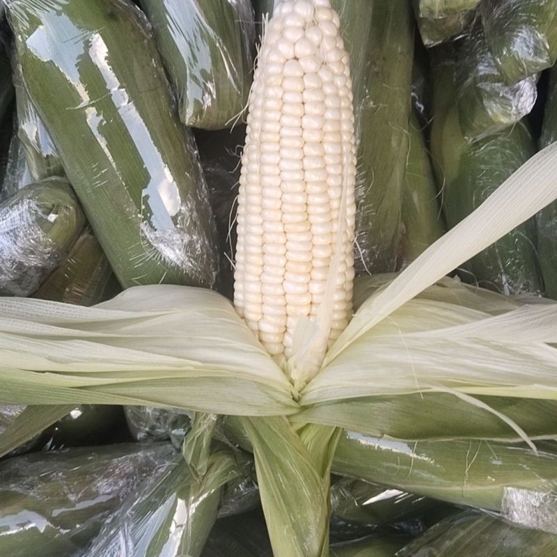 金甜糯1925玉米种子国审大棒白甜糯玉米鲜食白色加甜糯
