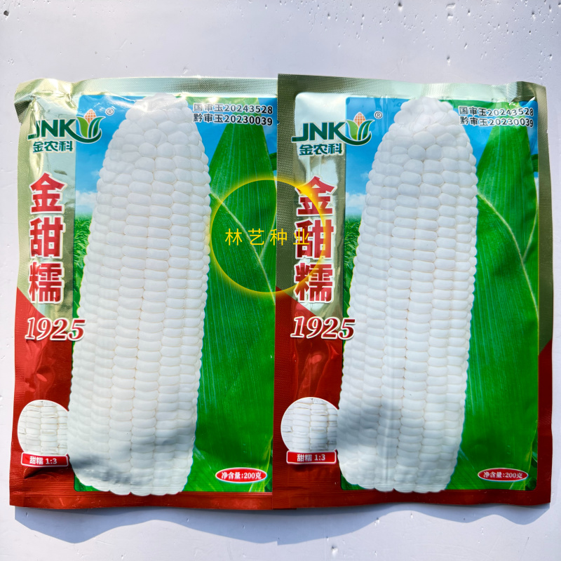 金甜糯1925玉米种子国审大棒白甜糯玉米鲜食白色加甜糯