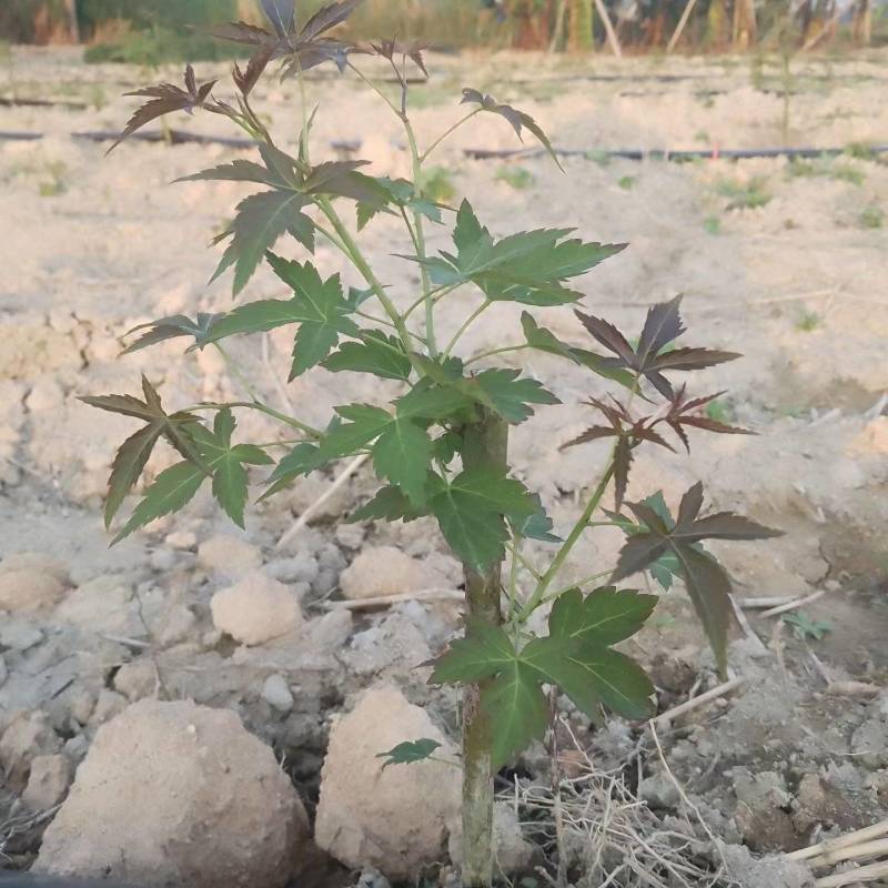 药食同源七叶覆盆子苗