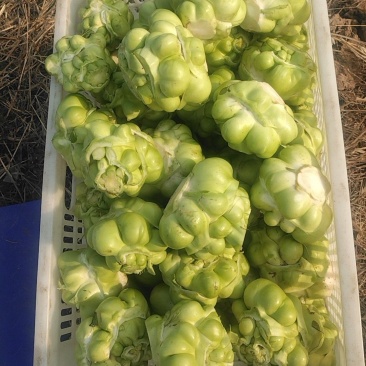榨菜头