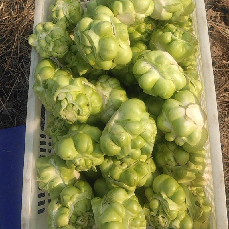 榨菜头