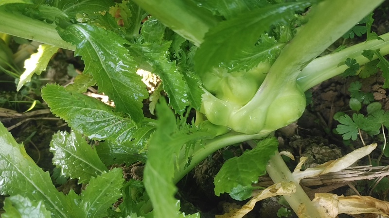 榨菜头