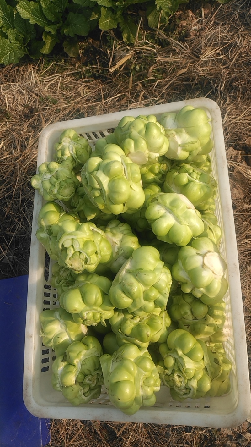 榨菜头