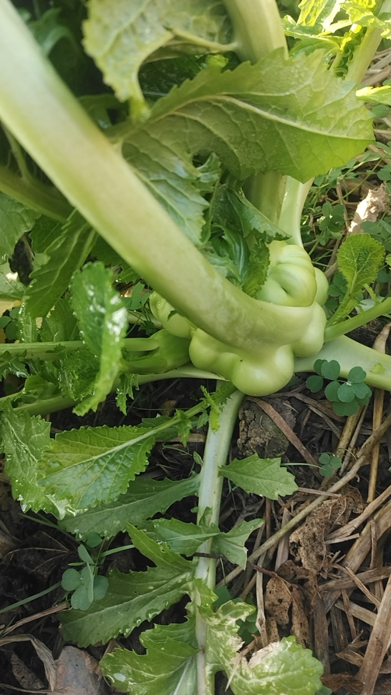 榨菜头