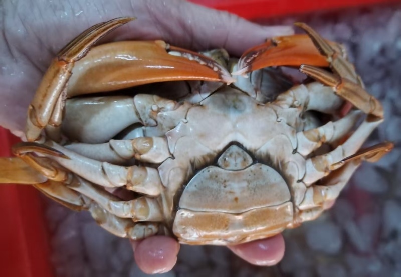 膏蟹，黄膏蟹，满黄蟹，熟膏蟹，熟冻红膏蟹，蒸红膏蟹