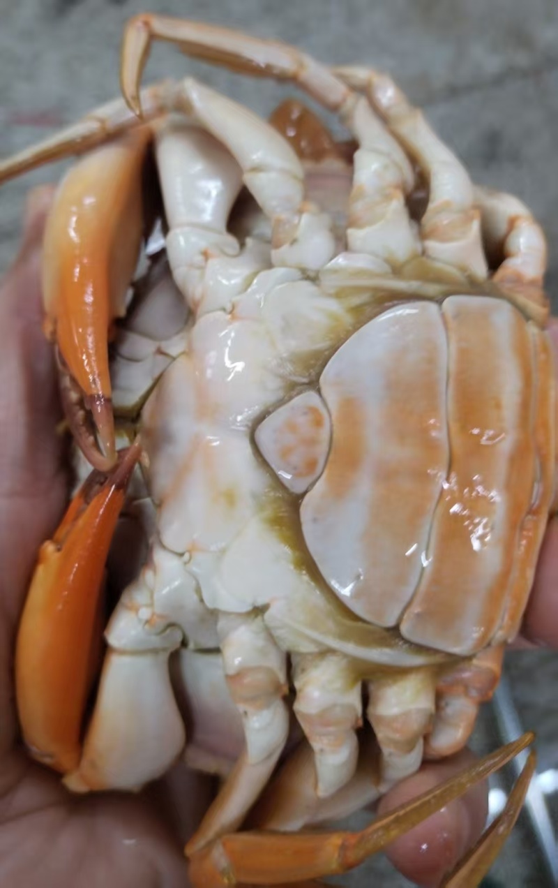 膏蟹，黄膏蟹，满黄蟹，熟膏蟹，熟冻红膏蟹，蒸红膏蟹