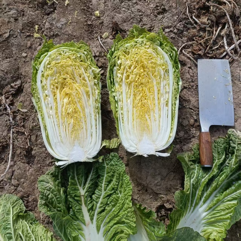 大白菜大量上市，质量好，大小棵均匀价格便宜全国代发