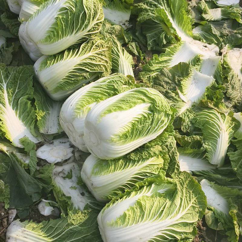 大白菜大量上市，质量好，大小棵均匀价格便宜全国代发