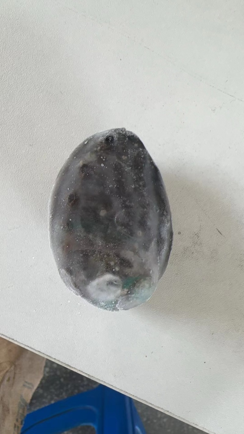 鲍鱼，原只鲍鱼，带脏原只鲍鱼，全只鲍鱼，带脏带壳鲍鱼