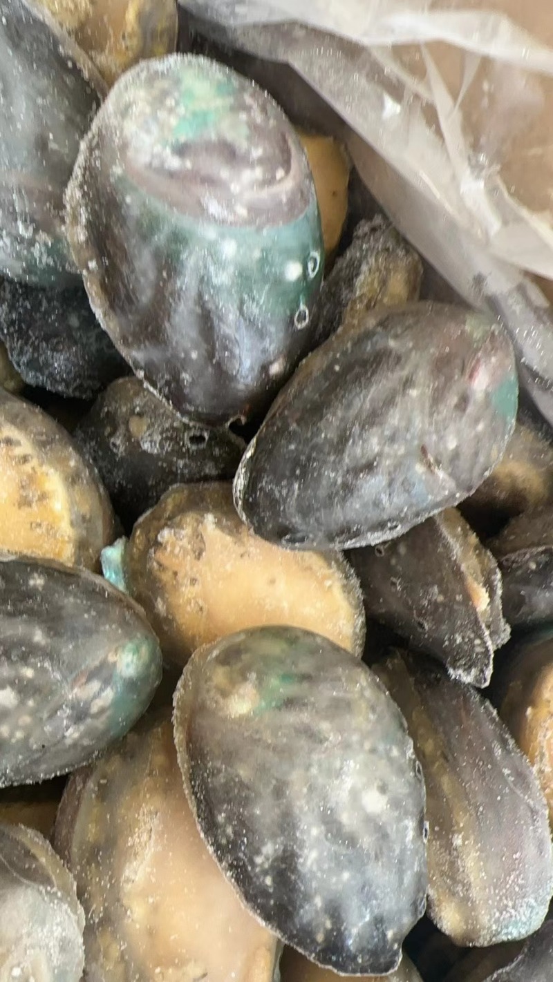 鲍鱼，原只鲍鱼，带脏原只鲍鱼，全只鲍鱼，带脏带壳鲍鱼