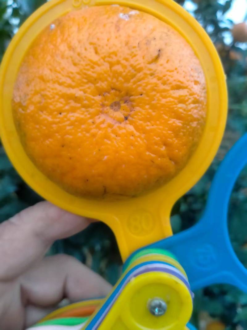 自家种的沃柑