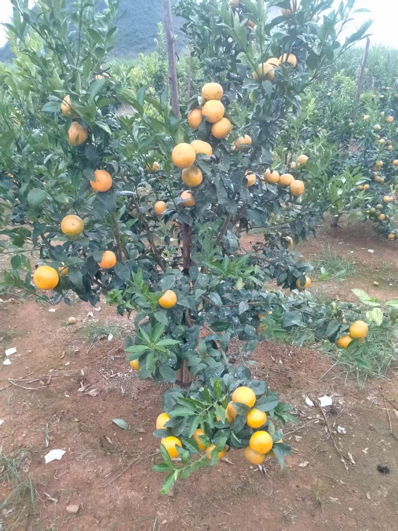 自家种的沃柑