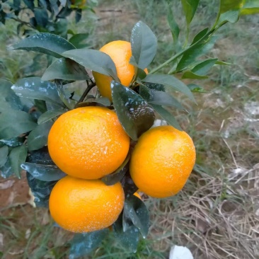 自家种的沃柑