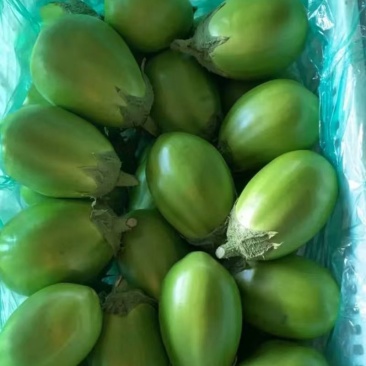 青茄苗嫁接苗绿茄子产量高早熟品种全国发货育苗期75天预订