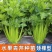 进口矮生水果芹菜苗水果西芹