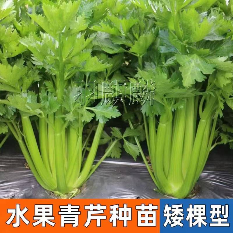 进口矮生水果芹菜苗水果西芹
