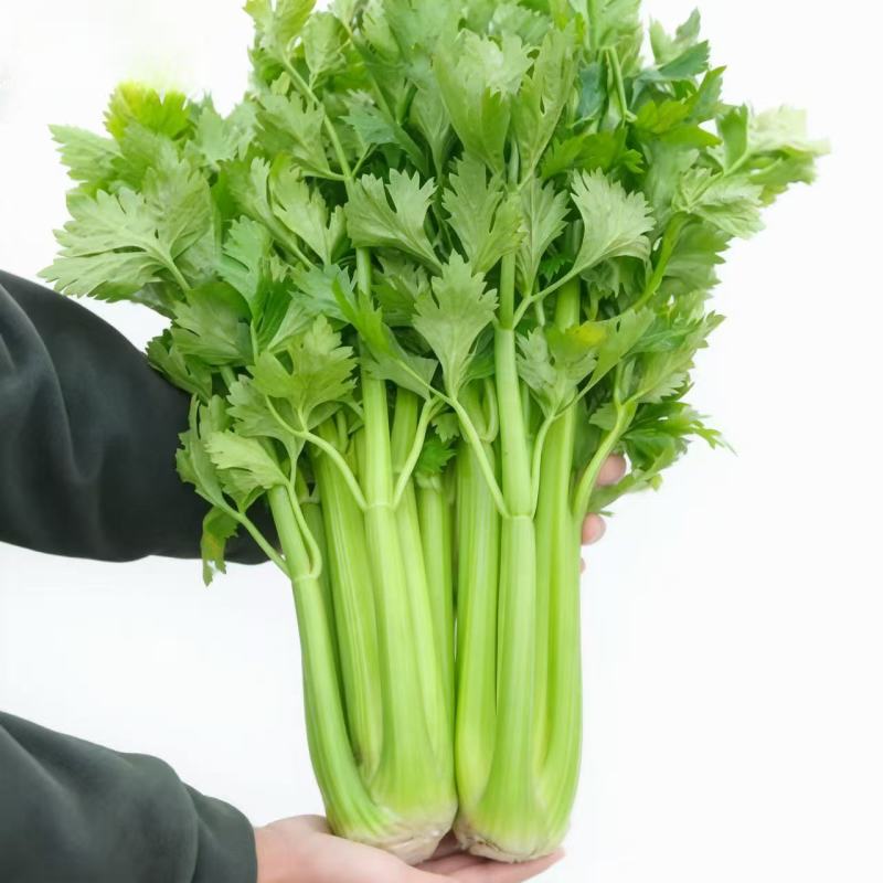 进口矮生水果芹菜苗水果西芹
