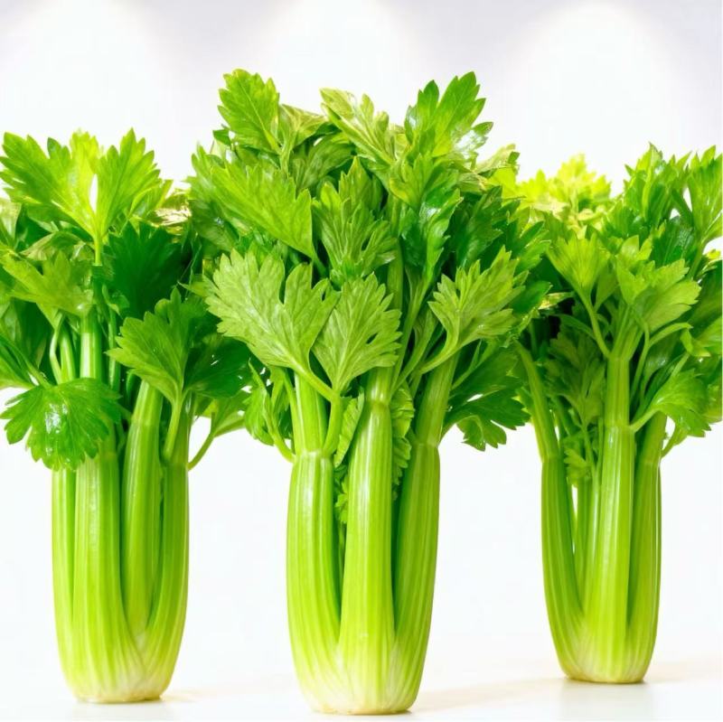 进口矮生水果芹菜苗水果西芹