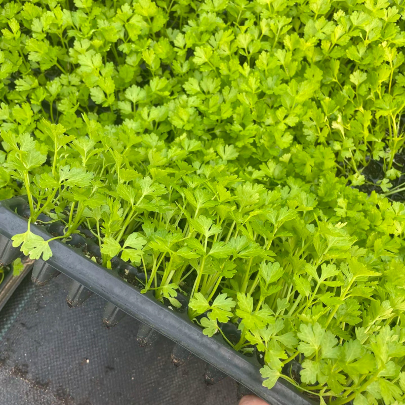 进口矮生水果芹菜苗水果西芹