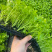 进口矮生水果芹菜苗水果西芹