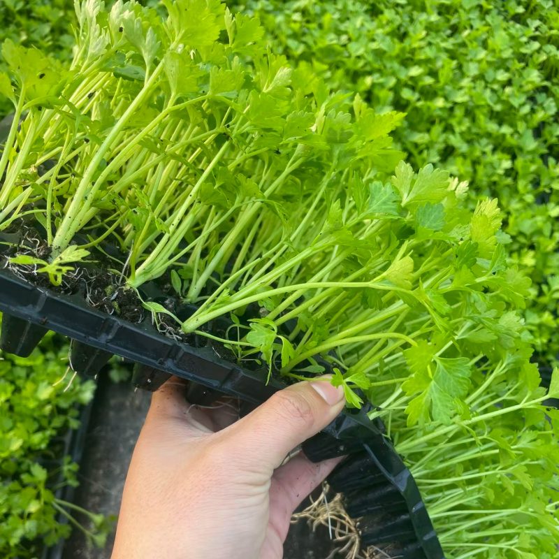 进口矮生水果芹菜苗水果西芹