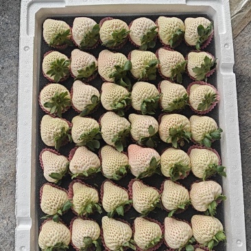 白草莓精品果大量供应，渠道商超大量接单中