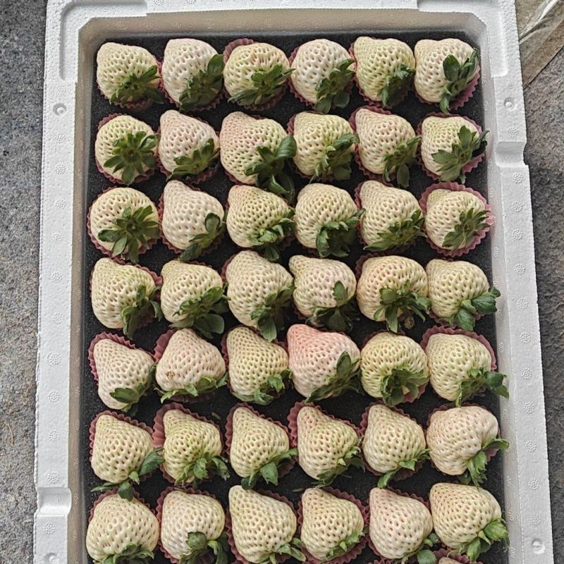 白草莓精品果大量供应，渠道商超大量接单中