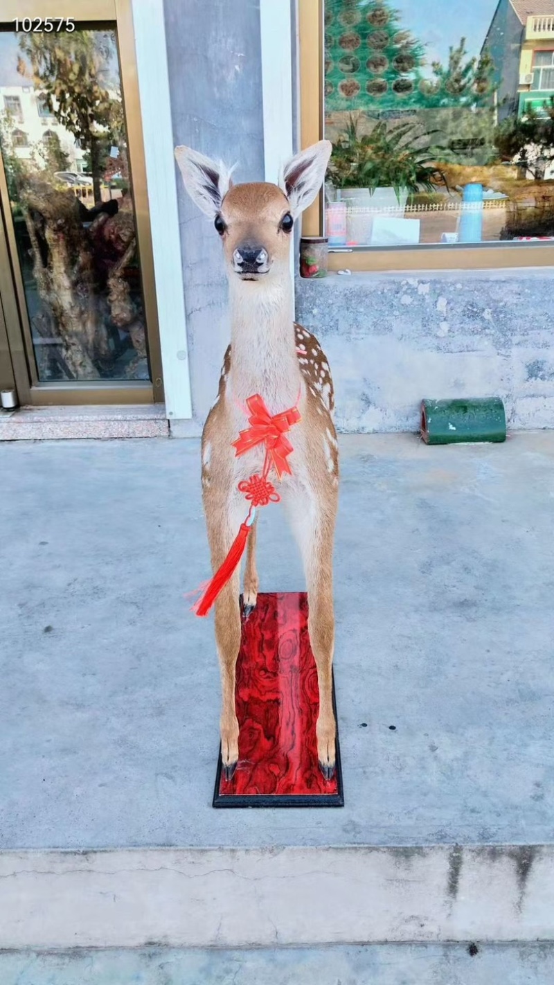 鹿标本鹿模型真皮鹿标本吉林鹿乡产地直发鹿路畅通之意