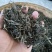 无量山云雾茶高山茶自然晒干烤青茶